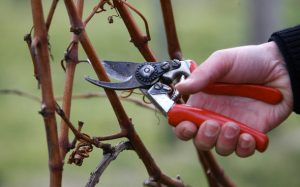 when-to-prune-grape-vines.png